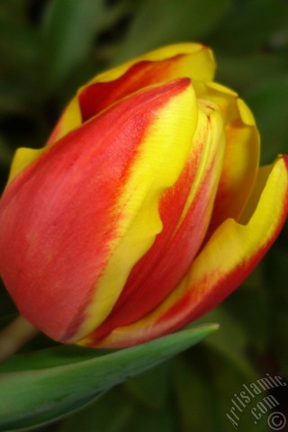 A mobile wallpaper and MMS picture for Apple iPhone 7s, 6s, 5s, 4s, Plus, iPods, iPads, New iPads, Samsung Galaxy S Series and Notes, Sony Ericsson Xperia, LG Mobile Phones, Tablets and Devices: Red-yellow color Turkish-Ottoman Tulip photo.
