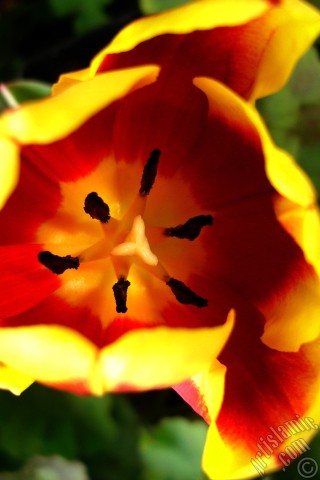 A mobile wallpaper and MMS picture for Apple iPhone 7s, 6s, 5s, 4s, Plus, iPods, iPads, New iPads, Samsung Galaxy S Series and Notes, Sony Ericsson Xperia, LG Mobile Phones, Tablets and Devices: Red-yellow color Turkish-Ottoman Tulip photo.

