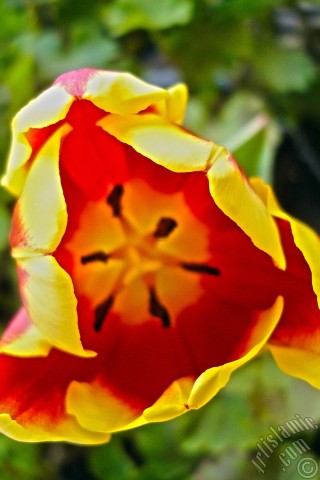 A mobile wallpaper and MMS picture for Apple iPhone 7s, 6s, 5s, 4s, Plus, iPods, iPads, New iPads, Samsung Galaxy S Series and Notes, Sony Ericsson Xperia, LG Mobile Phones, Tablets and Devices: Red-yellow color Turkish-Ottoman Tulip photo.
