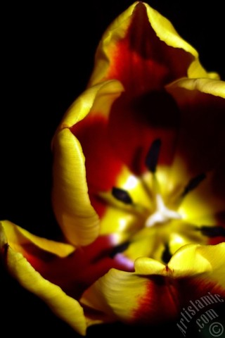 A mobile wallpaper and MMS picture for Apple iPhone 7s, 6s, 5s, 4s, Plus, iPods, iPads, New iPads, Samsung Galaxy S Series and Notes, Sony Ericsson Xperia, LG Mobile Phones, Tablets and Devices: Red-yellow color Turkish-Ottoman Tulip photo.
