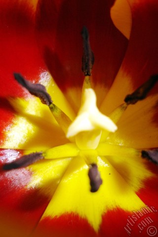 A mobile wallpaper and MMS picture for Apple iPhone 7s, 6s, 5s, 4s, Plus, iPods, iPads, New iPads, Samsung Galaxy S Series and Notes, Sony Ericsson Xperia, LG Mobile Phones, Tablets and Devices: Red-yellow color Turkish-Ottoman Tulip photo.

