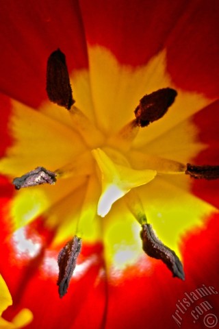 A mobile wallpaper and MMS picture for Apple iPhone 7s, 6s, 5s, 4s, Plus, iPods, iPads, New iPads, Samsung Galaxy S Series and Notes, Sony Ericsson Xperia, LG Mobile Phones, Tablets and Devices: Red-yellow color Turkish-Ottoman Tulip photo.
