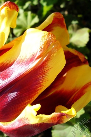 A mobile wallpaper and MMS picture for Apple iPhone 7s, 6s, 5s, 4s, Plus, iPods, iPads, New iPads, Samsung Galaxy S Series and Notes, Sony Ericsson Xperia, LG Mobile Phones, Tablets and Devices: Red-yellow color Turkish-Ottoman Tulip photo.

