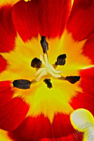 A mobile wallpaper and MMS picture for Apple iPhone 7s, 6s, 5s, 4s, Plus, iPods, iPads, New iPads, Samsung Galaxy S Series and Notes, Sony Ericsson Xperia, LG Mobile Phones, Tablets and Devices: Red-yellow color Turkish-Ottoman Tulip photo.
