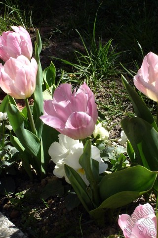 A mobile wallpaper and MMS picture for Apple iPhone 7s, 6s, 5s, 4s, Plus, iPods, iPads, New iPads, Samsung Galaxy S Series and Notes, Sony Ericsson Xperia, LG Mobile Phones, Tablets and Devices: Pink color Turkish-Ottoman Tulip photo.
