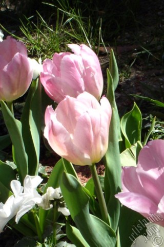 A mobile wallpaper and MMS picture for Apple iPhone 7s, 6s, 5s, 4s, Plus, iPods, iPads, New iPads, Samsung Galaxy S Series and Notes, Sony Ericsson Xperia, LG Mobile Phones, Tablets and Devices: Pink color Turkish-Ottoman Tulip photo.
