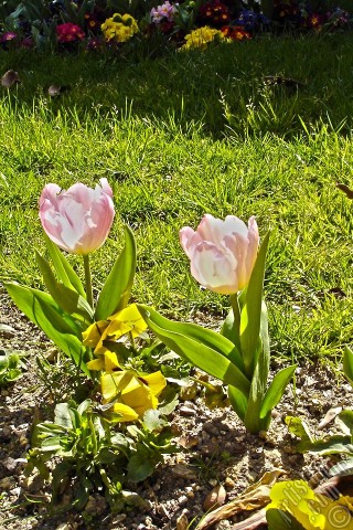 A mobile wallpaper and MMS picture for Apple iPhone 7s, 6s, 5s, 4s, Plus, iPods, iPads, New iPads, Samsung Galaxy S Series and Notes, Sony Ericsson Xperia, LG Mobile Phones, Tablets and Devices: Pink color Turkish-Ottoman Tulip photo.
