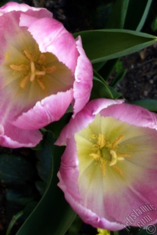 A mobile wallpaper and MMS picture for Apple iPhone 7s, 6s, 5s, 4s, Plus, iPods, iPads, New iPads, Samsung Galaxy S Series and Notes, Sony Ericsson Xperia, LG Mobile Phones, Tablets and Devices: Pink color Turkish-Ottoman Tulip photo.
