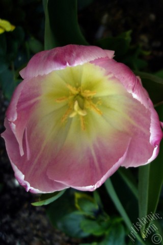 A mobile wallpaper and MMS picture for Apple iPhone 7s, 6s, 5s, 4s, Plus, iPods, iPads, New iPads, Samsung Galaxy S Series and Notes, Sony Ericsson Xperia, LG Mobile Phones, Tablets and Devices: Pink color Turkish-Ottoman Tulip photo.
