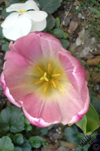 A mobile wallpaper and MMS picture for Apple iPhone 7s, 6s, 5s, 4s, Plus, iPods, iPads, New iPads, Samsung Galaxy S Series and Notes, Sony Ericsson Xperia, LG Mobile Phones, Tablets and Devices: Pink color Turkish-Ottoman Tulip photo.

