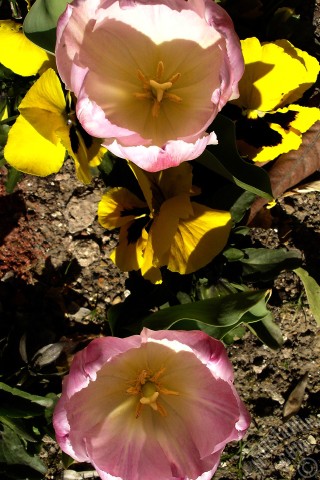 A mobile wallpaper and MMS picture for Apple iPhone 7s, 6s, 5s, 4s, Plus, iPods, iPads, New iPads, Samsung Galaxy S Series and Notes, Sony Ericsson Xperia, LG Mobile Phones, Tablets and Devices: Pink color Turkish-Ottoman Tulip photo.
