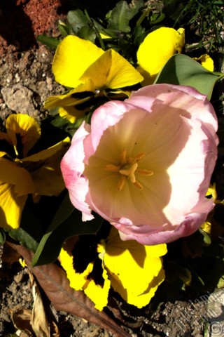 A mobile wallpaper and MMS picture for Apple iPhone 7s, 6s, 5s, 4s, Plus, iPods, iPads, New iPads, Samsung Galaxy S Series and Notes, Sony Ericsson Xperia, LG Mobile Phones, Tablets and Devices: Pink color Turkish-Ottoman Tulip photo.

