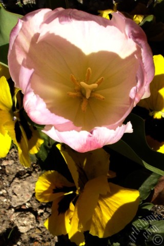 A mobile wallpaper and MMS picture for Apple iPhone 7s, 6s, 5s, 4s, Plus, iPods, iPads, New iPads, Samsung Galaxy S Series and Notes, Sony Ericsson Xperia, LG Mobile Phones, Tablets and Devices: Pink color Turkish-Ottoman Tulip photo.
