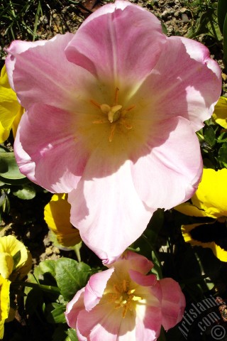 A mobile wallpaper and MMS picture for Apple iPhone 7s, 6s, 5s, 4s, Plus, iPods, iPads, New iPads, Samsung Galaxy S Series and Notes, Sony Ericsson Xperia, LG Mobile Phones, Tablets and Devices: Pink color Turkish-Ottoman Tulip photo.
