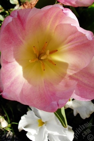 A mobile wallpaper and MMS picture for Apple iPhone 7s, 6s, 5s, 4s, Plus, iPods, iPads, New iPads, Samsung Galaxy S Series and Notes, Sony Ericsson Xperia, LG Mobile Phones, Tablets and Devices: Pink color Turkish-Ottoman Tulip photo.
