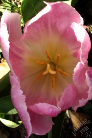 A mobile wallpaper and MMS picture for Apple iPhone 7s, 6s, 5s, 4s, Plus, iPods, iPads, New iPads, Samsung Galaxy S Series and Notes, Sony Ericsson Xperia, LG Mobile Phones, Tablets and Devices: Pink color Turkish-Ottoman Tulip photo.
