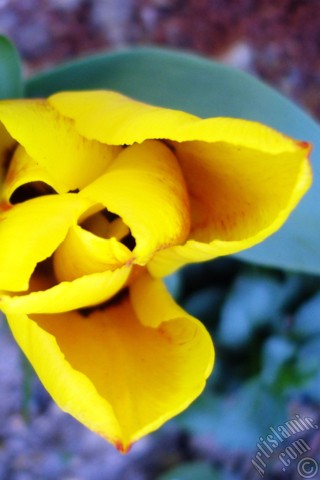A mobile wallpaper and MMS picture for Apple iPhone 7s, 6s, 5s, 4s, Plus, iPods, iPads, New iPads, Samsung Galaxy S Series and Notes, Sony Ericsson Xperia, LG Mobile Phones, Tablets and Devices: Yellow color Turkish-Ottoman Tulip photo.
