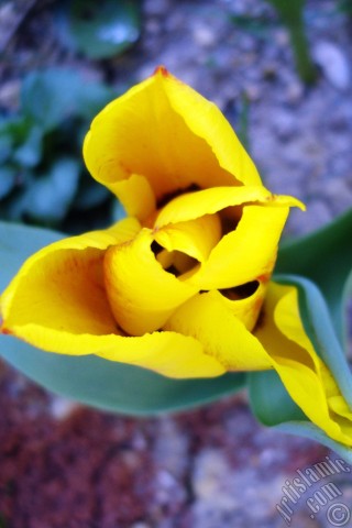 A mobile wallpaper and MMS picture for Apple iPhone 7s, 6s, 5s, 4s, Plus, iPods, iPads, New iPads, Samsung Galaxy S Series and Notes, Sony Ericsson Xperia, LG Mobile Phones, Tablets and Devices: Yellow color Turkish-Ottoman Tulip photo.
