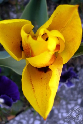 A mobile wallpaper and MMS picture for Apple iPhone 7s, 6s, 5s, 4s, Plus, iPods, iPads, New iPads, Samsung Galaxy S Series and Notes, Sony Ericsson Xperia, LG Mobile Phones, Tablets and Devices: Yellow color Turkish-Ottoman Tulip photo.
