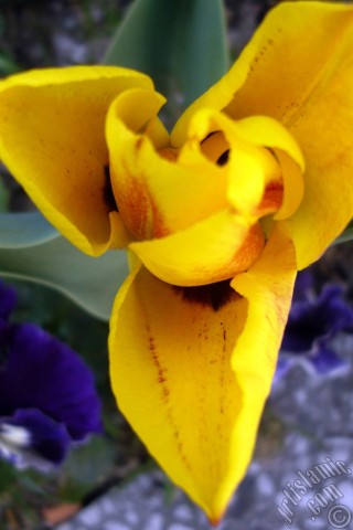 A mobile wallpaper and MMS picture for Apple iPhone 7s, 6s, 5s, 4s, Plus, iPods, iPads, New iPads, Samsung Galaxy S Series and Notes, Sony Ericsson Xperia, LG Mobile Phones, Tablets and Devices: Yellow color Turkish-Ottoman Tulip photo.
