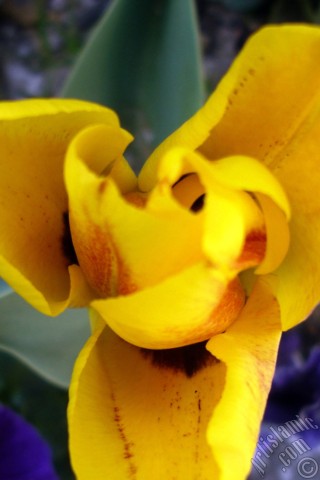 A mobile wallpaper and MMS picture for Apple iPhone 7s, 6s, 5s, 4s, Plus, iPods, iPads, New iPads, Samsung Galaxy S Series and Notes, Sony Ericsson Xperia, LG Mobile Phones, Tablets and Devices: Yellow color Turkish-Ottoman Tulip photo.
