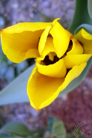 A mobile wallpaper and MMS picture for Apple iPhone 7s, 6s, 5s, 4s, Plus, iPods, iPads, New iPads, Samsung Galaxy S Series and Notes, Sony Ericsson Xperia, LG Mobile Phones, Tablets and Devices: Yellow color Turkish-Ottoman Tulip photo.
