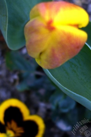 A mobile wallpaper and MMS picture for Apple iPhone 7s, 6s, 5s, 4s, Plus, iPods, iPads, New iPads, Samsung Galaxy S Series and Notes, Sony Ericsson Xperia, LG Mobile Phones, Tablets and Devices: Yellow color Turkish-Ottoman Tulip photo.

