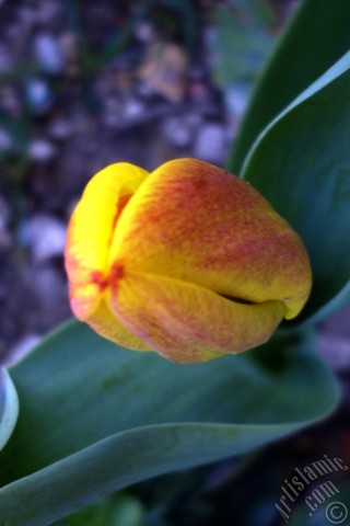 A mobile wallpaper and MMS picture for Apple iPhone 7s, 6s, 5s, 4s, Plus, iPods, iPads, New iPads, Samsung Galaxy S Series and Notes, Sony Ericsson Xperia, LG Mobile Phones, Tablets and Devices: Yellow color Turkish-Ottoman Tulip photo.
