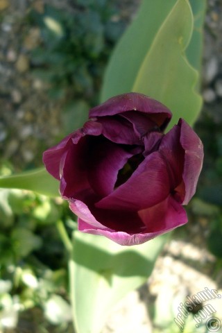 A mobile wallpaper and MMS picture for Apple iPhone 7s, 6s, 5s, 4s, Plus, iPods, iPads, New iPads, Samsung Galaxy S Series and Notes, Sony Ericsson Xperia, LG Mobile Phones, Tablets and Devices: Purple color Turkish-Ottoman Tulip photo.
