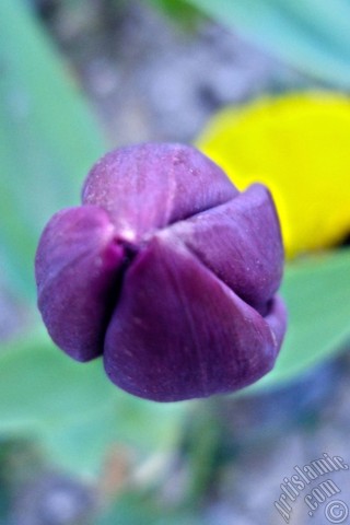 A mobile wallpaper and MMS picture for Apple iPhone 7s, 6s, 5s, 4s, Plus, iPods, iPads, New iPads, Samsung Galaxy S Series and Notes, Sony Ericsson Xperia, LG Mobile Phones, Tablets and Devices: Purple color Turkish-Ottoman Tulip photo.
