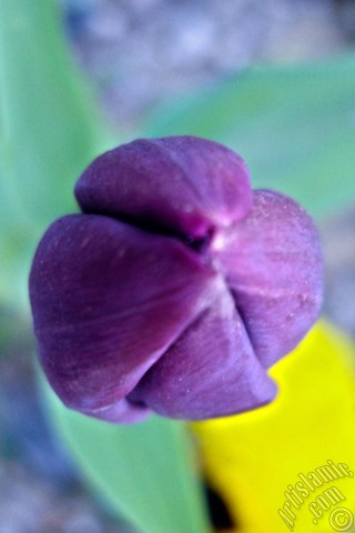 A mobile wallpaper and MMS picture for Apple iPhone 7s, 6s, 5s, 4s, Plus, iPods, iPads, New iPads, Samsung Galaxy S Series and Notes, Sony Ericsson Xperia, LG Mobile Phones, Tablets and Devices: Purple color Turkish-Ottoman Tulip photo.
