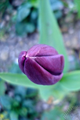 A mobile wallpaper and MMS picture for Apple iPhone 7s, 6s, 5s, 4s, Plus, iPods, iPads, New iPads, Samsung Galaxy S Series and Notes, Sony Ericsson Xperia, LG Mobile Phones, Tablets and Devices: Purple color Turkish-Ottoman Tulip photo.
