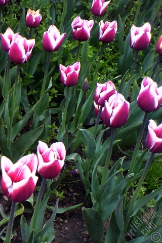 A mobile wallpaper and MMS picture for Apple iPhone 7s, 6s, 5s, 4s, Plus, iPods, iPads, New iPads, Samsung Galaxy S Series and Notes, Sony Ericsson Xperia, LG Mobile Phones, Tablets and Devices: Turkish-Ottoman Tulips.
