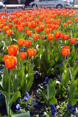 A mobile wallpaper and MMS picture for Apple iPhone 7s, 6s, 5s, 4s, Plus, iPods, iPads, New iPads, Samsung Galaxy S Series and Notes, Sony Ericsson Xperia, LG Mobile Phones, Tablets and Devices: Turkish-Ottoman Tulips.

