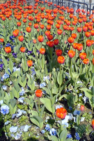 A mobile wallpaper and MMS picture for Apple iPhone 7s, 6s, 5s, 4s, Plus, iPods, iPads, New iPads, Samsung Galaxy S Series and Notes, Sony Ericsson Xperia, LG Mobile Phones, Tablets and Devices: Turkish-Ottoman Tulips.
