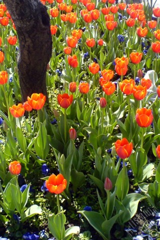 A mobile wallpaper and MMS picture for Apple iPhone 7s, 6s, 5s, 4s, Plus, iPods, iPads, New iPads, Samsung Galaxy S Series and Notes, Sony Ericsson Xperia, LG Mobile Phones, Tablets and Devices: Turkish-Ottoman Tulips.
