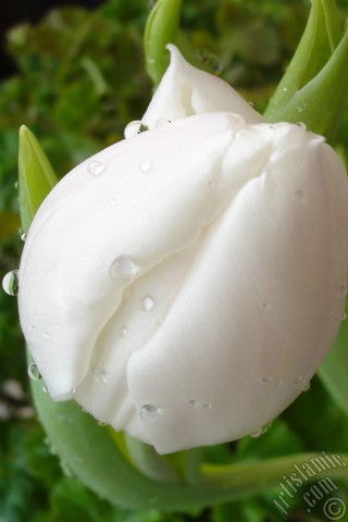 A mobile wallpaper and MMS picture for Apple iPhone 7s, 6s, 5s, 4s, Plus, iPods, iPads, New iPads, Samsung Galaxy S Series and Notes, Sony Ericsson Xperia, LG Mobile Phones, Tablets and Devices: White color Turkish-Ottoman Tulip photo.
