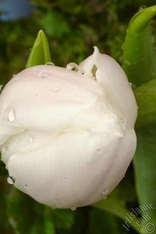A mobile wallpaper and MMS picture for Apple iPhone 7s, 6s, 5s, 4s, Plus, iPods, iPads, New iPads, Samsung Galaxy S Series and Notes, Sony Ericsson Xperia, LG Mobile Phones, Tablets and Devices: White color Turkish-Ottoman Tulip photo.
