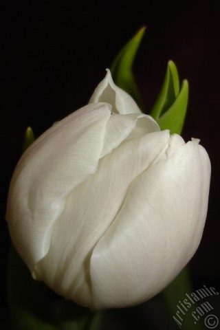 A mobile wallpaper and MMS picture for Apple iPhone 7s, 6s, 5s, 4s, Plus, iPods, iPads, New iPads, Samsung Galaxy S Series and Notes, Sony Ericsson Xperia, LG Mobile Phones, Tablets and Devices: White color Turkish-Ottoman Tulip photo.
