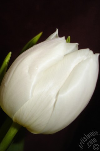 A mobile wallpaper and MMS picture for Apple iPhone 7s, 6s, 5s, 4s, Plus, iPods, iPads, New iPads, Samsung Galaxy S Series and Notes, Sony Ericsson Xperia, LG Mobile Phones, Tablets and Devices: White color Turkish-Ottoman Tulip photo.
