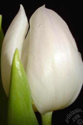 A mobile wallpaper and MMS picture for Apple iPhone 7s, 6s, 5s, 4s, Plus, iPods, iPads, New iPads, Samsung Galaxy S Series and Notes, Sony Ericsson Xperia, LG Mobile Phones, Tablets and Devices: White color Turkish-Ottoman Tulip photo.
