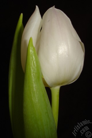 A mobile wallpaper and MMS picture for Apple iPhone 7s, 6s, 5s, 4s, Plus, iPods, iPads, New iPads, Samsung Galaxy S Series and Notes, Sony Ericsson Xperia, LG Mobile Phones, Tablets and Devices: White color Turkish-Ottoman Tulip photo.
