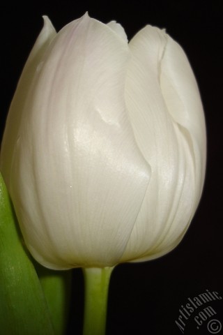 A mobile wallpaper and MMS picture for Apple iPhone 7s, 6s, 5s, 4s, Plus, iPods, iPads, New iPads, Samsung Galaxy S Series and Notes, Sony Ericsson Xperia, LG Mobile Phones, Tablets and Devices: White color Turkish-Ottoman Tulip photo.
