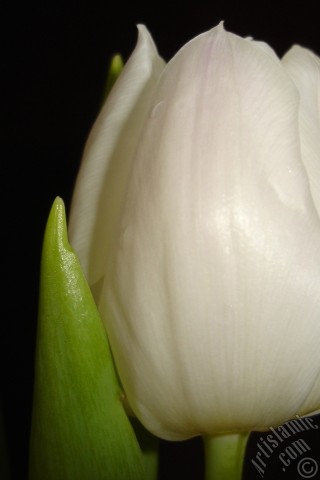 A mobile wallpaper and MMS picture for Apple iPhone 7s, 6s, 5s, 4s, Plus, iPods, iPads, New iPads, Samsung Galaxy S Series and Notes, Sony Ericsson Xperia, LG Mobile Phones, Tablets and Devices: White color Turkish-Ottoman Tulip photo.
