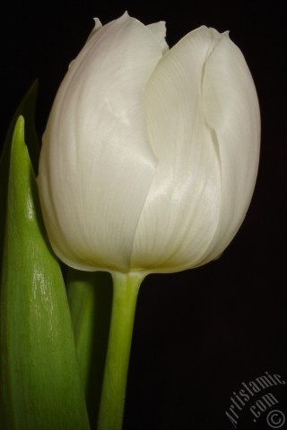 A mobile wallpaper and MMS picture for Apple iPhone 7s, 6s, 5s, 4s, Plus, iPods, iPads, New iPads, Samsung Galaxy S Series and Notes, Sony Ericsson Xperia, LG Mobile Phones, Tablets and Devices: White color Turkish-Ottoman Tulip photo.
