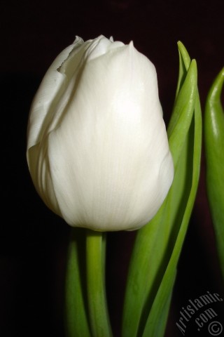 A mobile wallpaper and MMS picture for Apple iPhone 7s, 6s, 5s, 4s, Plus, iPods, iPads, New iPads, Samsung Galaxy S Series and Notes, Sony Ericsson Xperia, LG Mobile Phones, Tablets and Devices: White color Turkish-Ottoman Tulip photo.
