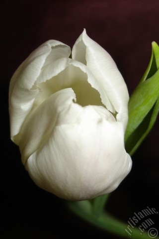 A mobile wallpaper and MMS picture for Apple iPhone 7s, 6s, 5s, 4s, Plus, iPods, iPads, New iPads, Samsung Galaxy S Series and Notes, Sony Ericsson Xperia, LG Mobile Phones, Tablets and Devices: White color Turkish-Ottoman Tulip photo.
