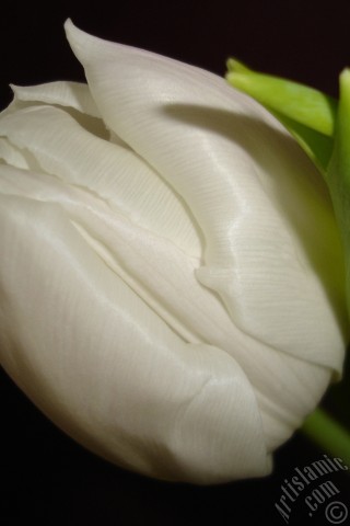 A mobile wallpaper and MMS picture for Apple iPhone 7s, 6s, 5s, 4s, Plus, iPods, iPads, New iPads, Samsung Galaxy S Series and Notes, Sony Ericsson Xperia, LG Mobile Phones, Tablets and Devices: White color Turkish-Ottoman Tulip photo.
