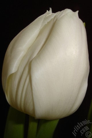 A mobile wallpaper and MMS picture for Apple iPhone 7s, 6s, 5s, 4s, Plus, iPods, iPads, New iPads, Samsung Galaxy S Series and Notes, Sony Ericsson Xperia, LG Mobile Phones, Tablets and Devices: White color Turkish-Ottoman Tulip photo.
