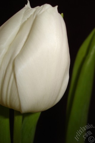 A mobile wallpaper and MMS picture for Apple iPhone 7s, 6s, 5s, 4s, Plus, iPods, iPads, New iPads, Samsung Galaxy S Series and Notes, Sony Ericsson Xperia, LG Mobile Phones, Tablets and Devices: White color Turkish-Ottoman Tulip photo.
